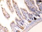 Anti-Anterior Gradient 2 Picoband Antibody